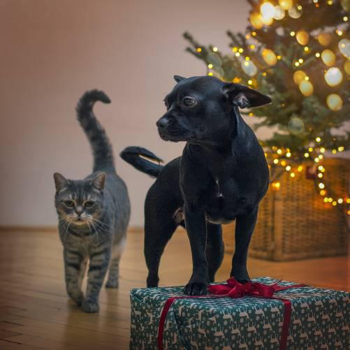 Vianoce a Silvester s domácimi miláčikmi