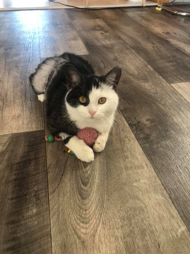 Predstavenie útulku: depozitum Bastet z.s.