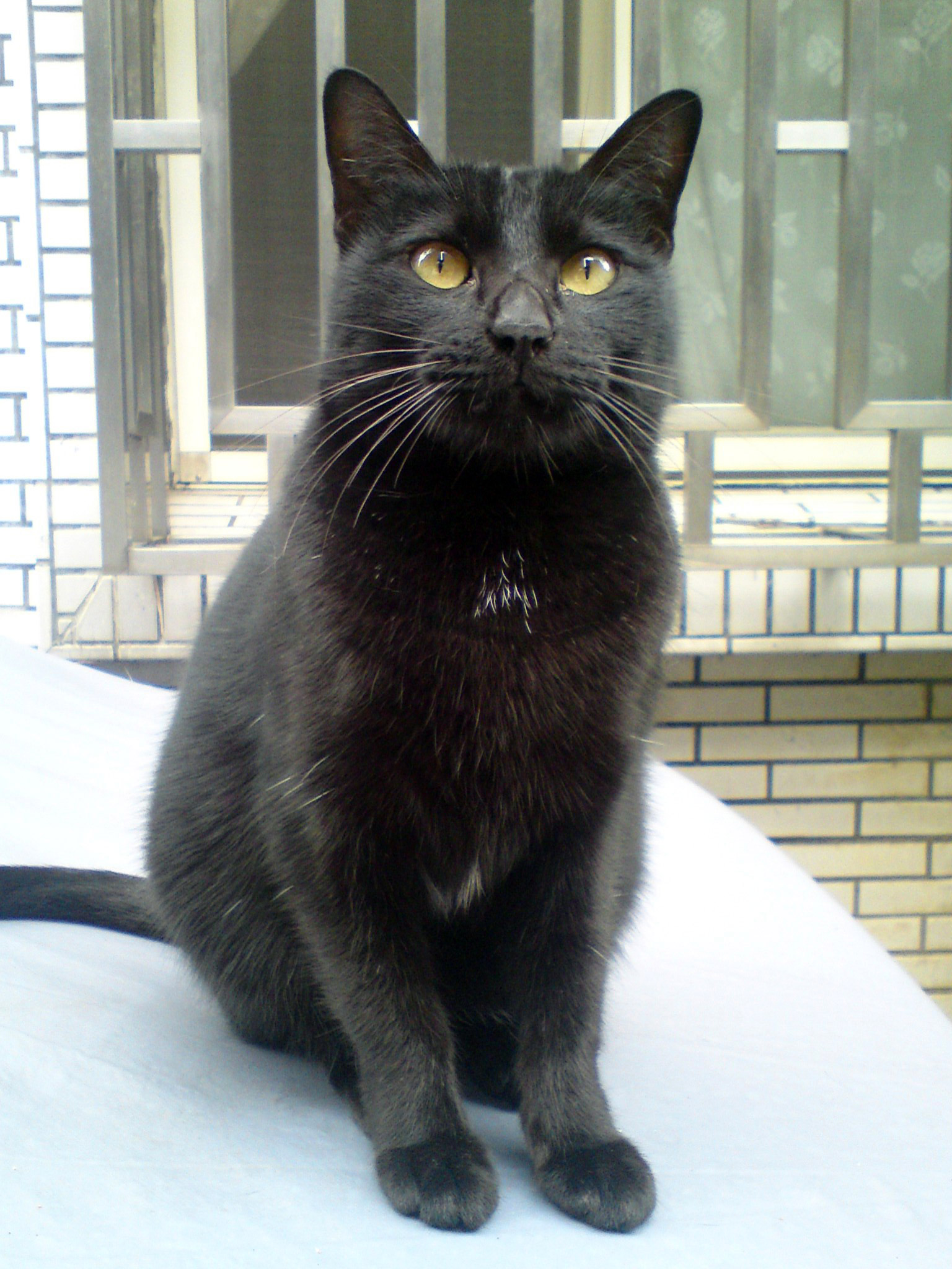 Možno mačku naučiť nejaké triky?