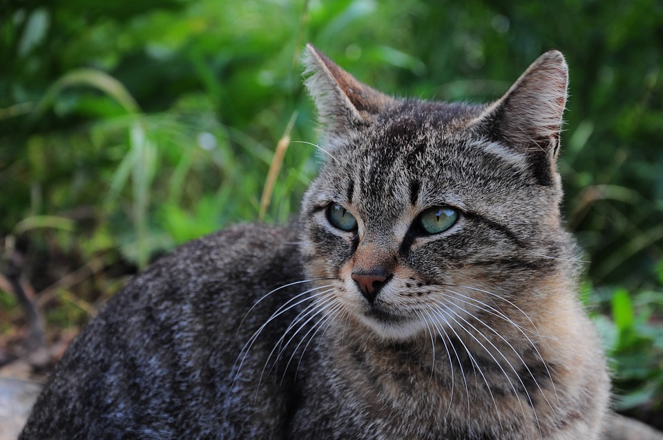 Choroba z mačacieho škrabnutia