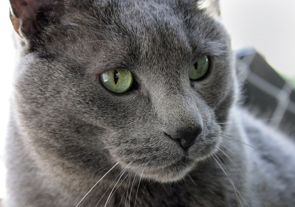 Kedy kocúra kastrovať