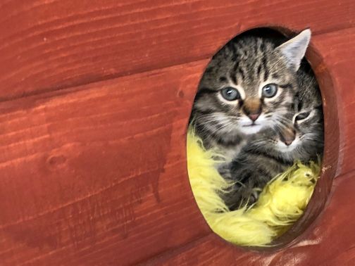 Predstavenie útulku Broumov