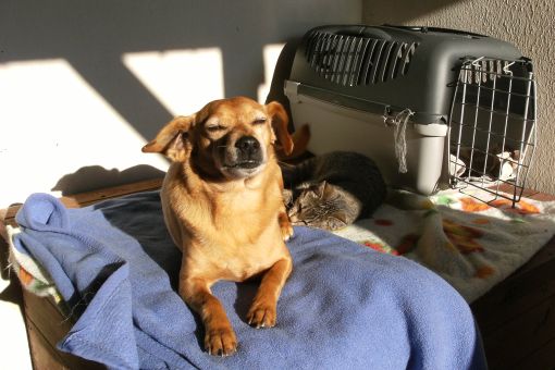 Poďakovanie za charitatívnu vianočné zbierku krmeni.cz - do útulkov putuje 3 tony kvalitného krmiva!