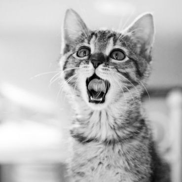 Jar jej nemusí byť proti srsti. Ako ochrániť mačku pred parazitmi?