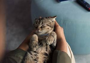 Ochrana psov a mačiek na dovolenke