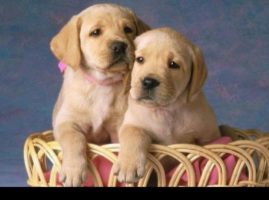 Keď si privezieme šteniatko domov