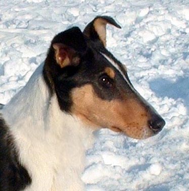 Ako si vybrať šteniatko