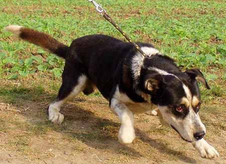 Vyberáme psa z útulku