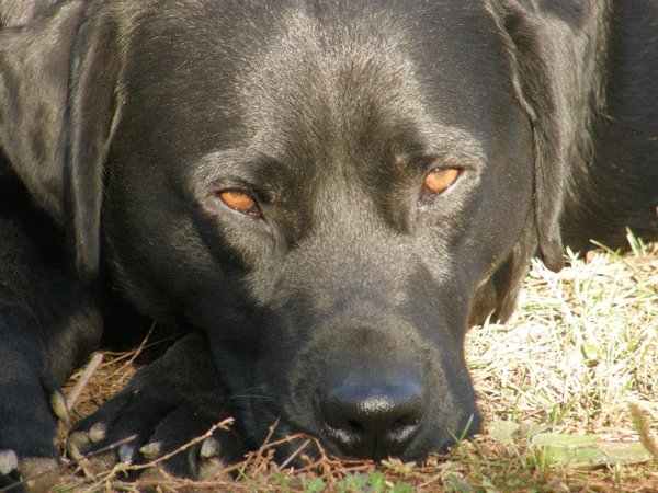 V SR bola po viac ako roku potvrdená Aujeszkého choroba u poľovného psa