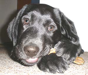 Starostlivosť o telo psa