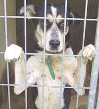 Čipovanie psov a útulky