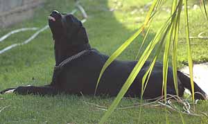 Kľudový a aktívny režim psa