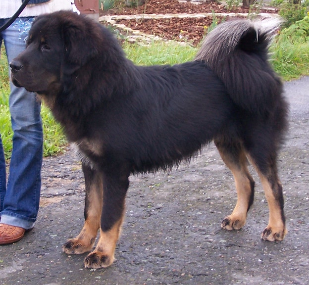 Tibetská doga