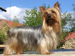 Austrálsky silky teriér