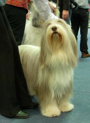 Bearded kólia