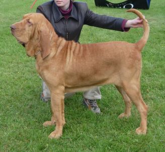 Bloodhound