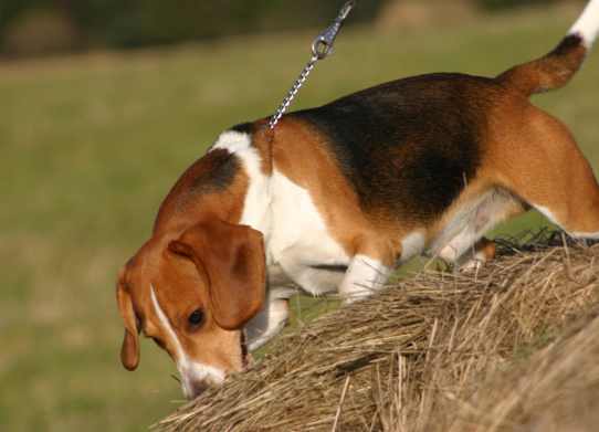 zodpovedné venčenie