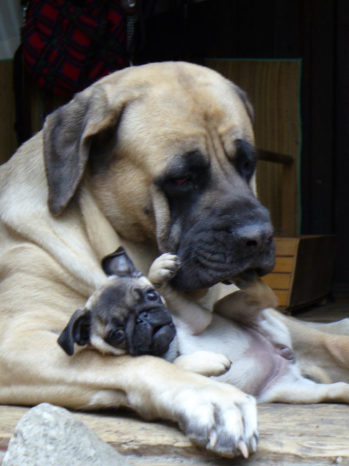 Anglický mastif - ako o neho starať