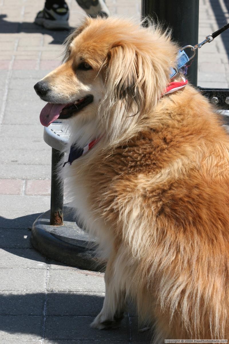 Pes pred obchodom je v ohrození!