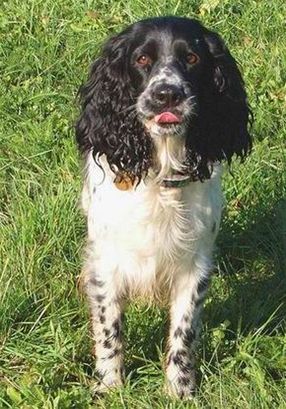 Psí život - ešte horšie, než sme čakali