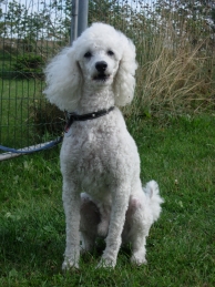 Výživa šteniat malých plemien