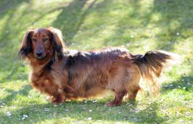 Obezita psov - ako ju spoznať a liečiť