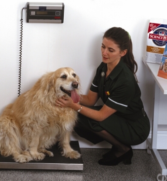 Kto je zodpovedný za epidémiu obezity u domácich maznáčikov?