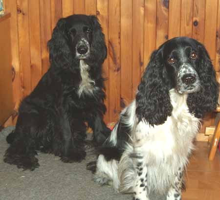 Druhý pes v rodinnej svorke