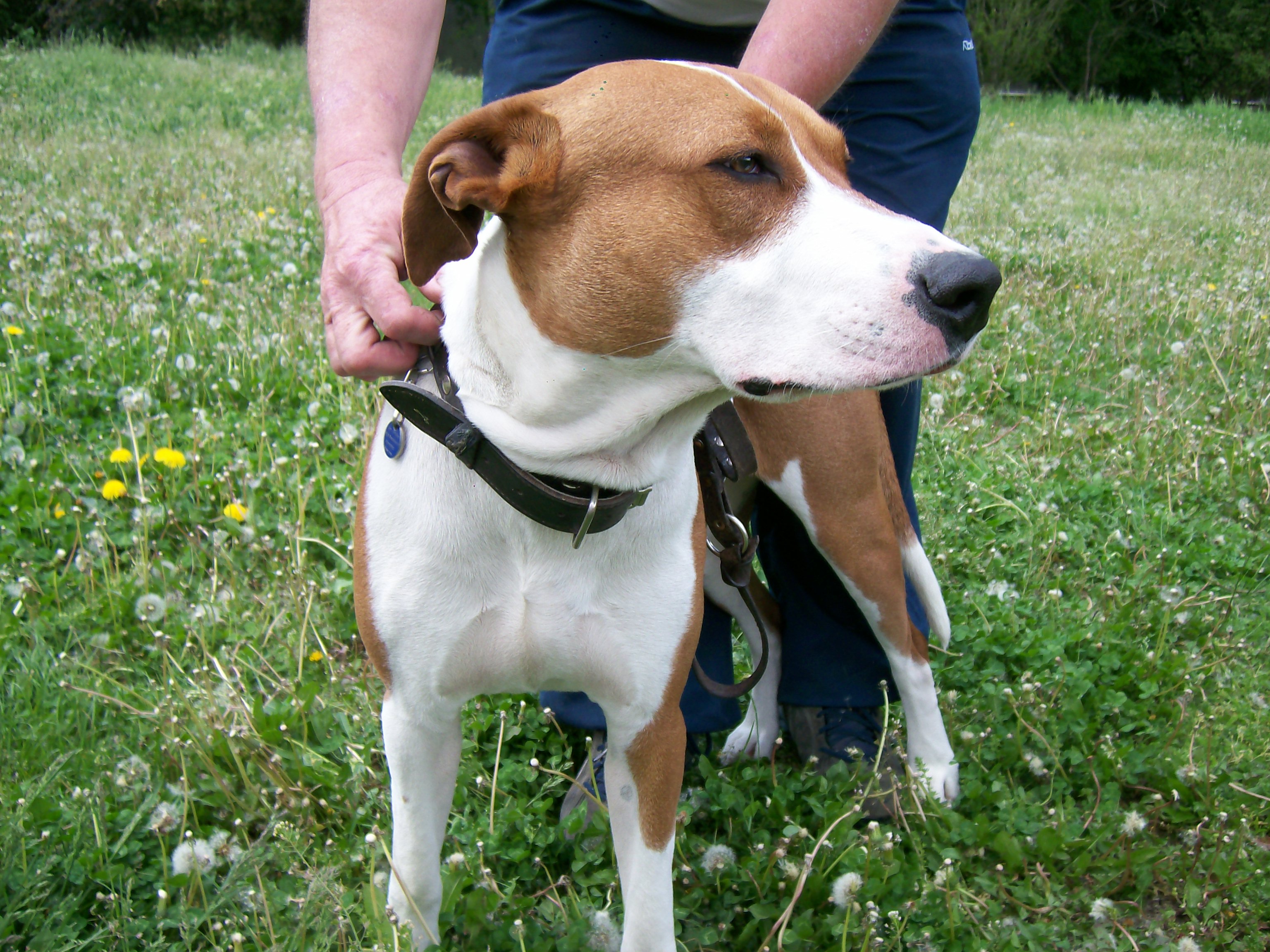 Vyberáme dospelého psa