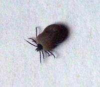 Kliešte a ich vplyv na zdravie zvierat