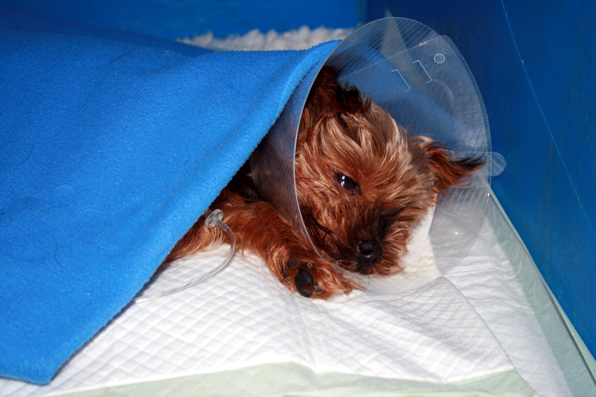 Predoperačné a pooperačnej starostlivosti