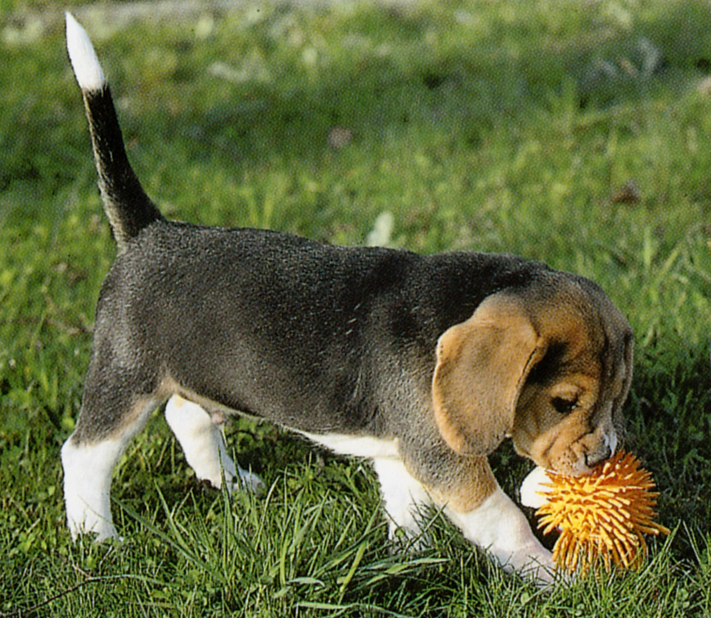 Čo pripraviť pred príchodom psíka do domácnosti