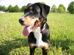 Pozvánka na víťaznú prechádzku súťaže o najkrajšie prechádzku so psom