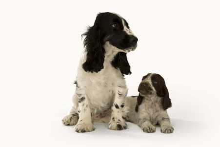 Prevenciu zdravia u psov a mačiek by mal byť prikladať väčší význam