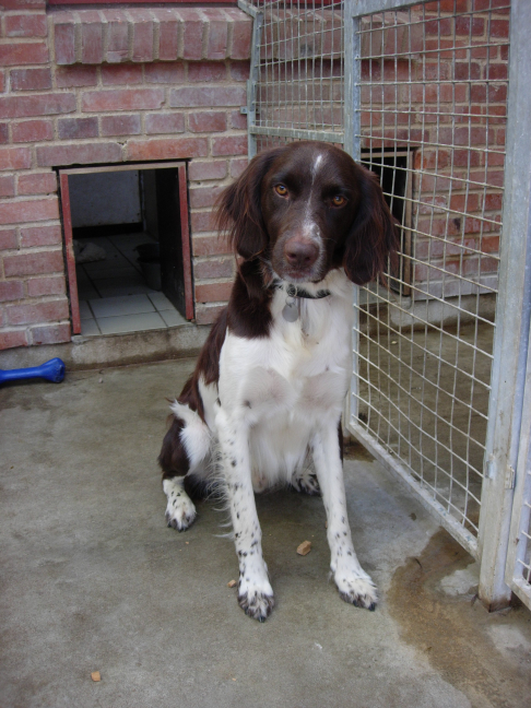 Psie hotely alebo ako psa pripraviť na pobyt