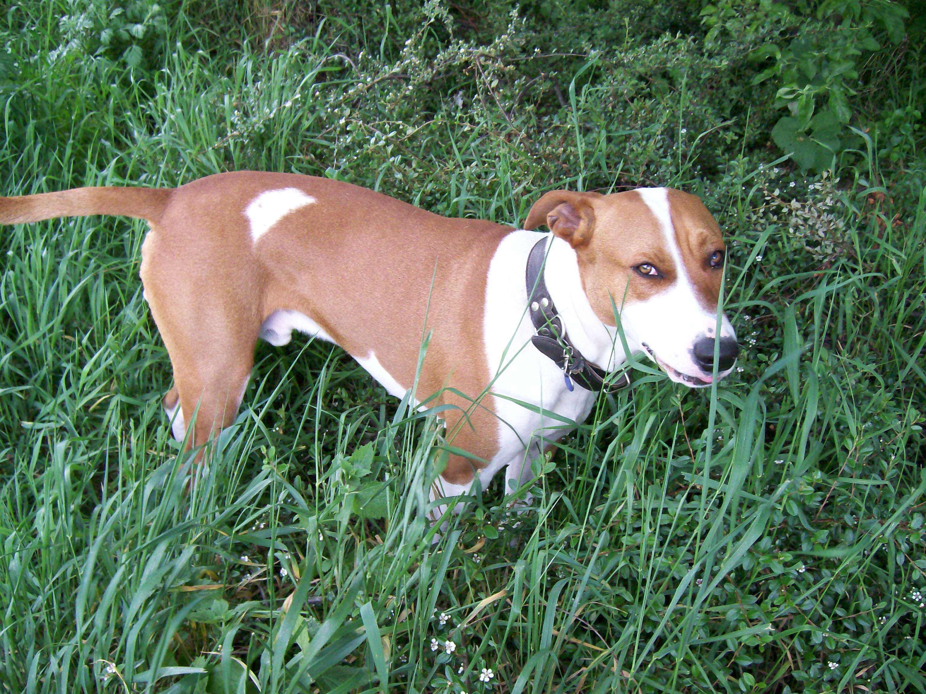 Preskokové správanie u psov