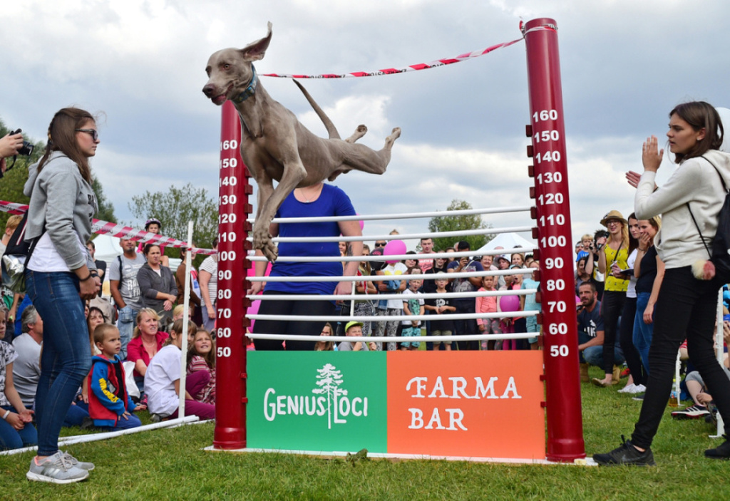 Pozvánka na Psie deň s Prahou 13, ktorý prebehne 8. septembra