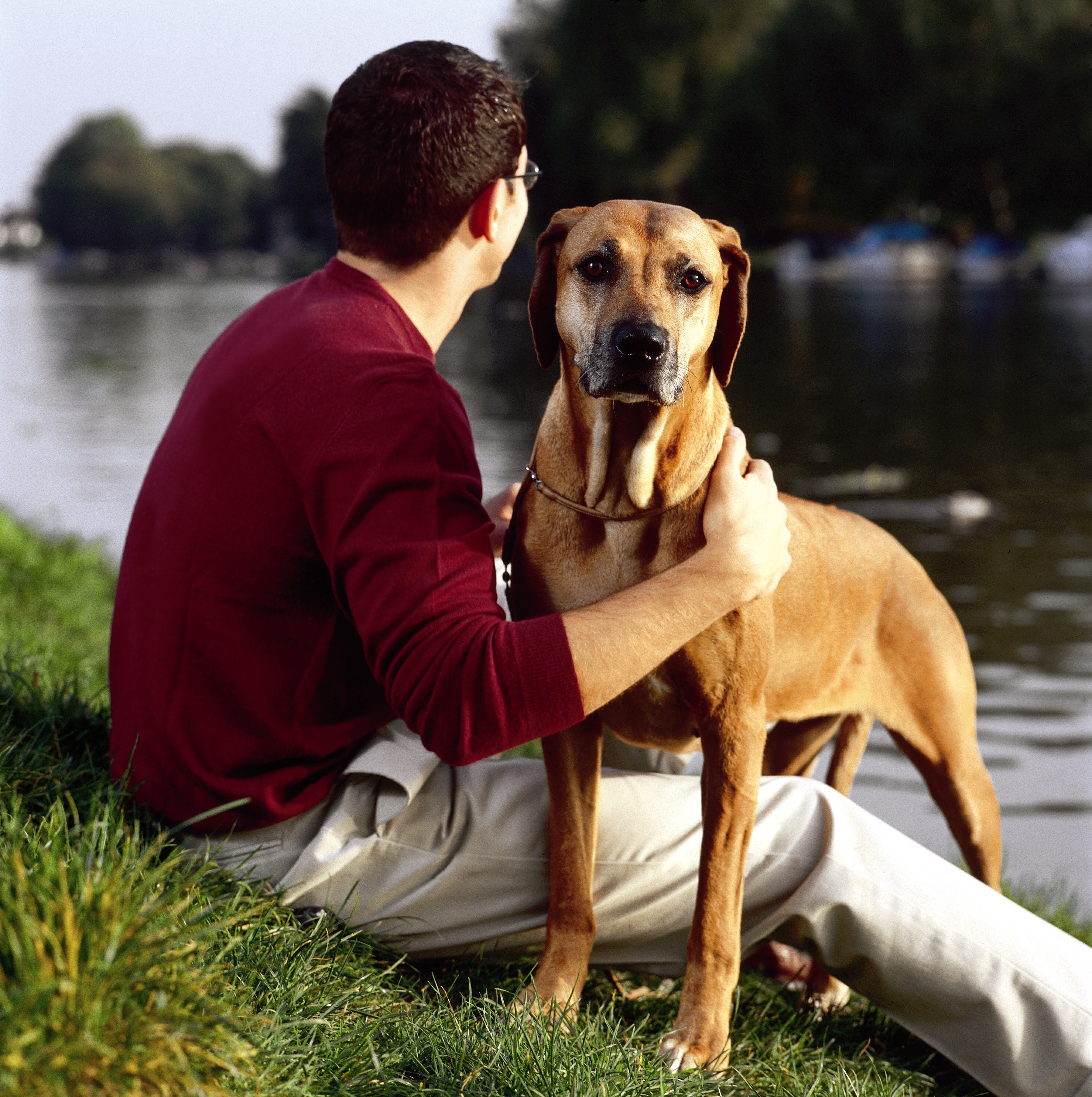 Výživa starších psov