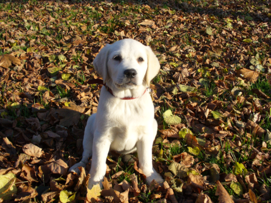 Chyby vo výchove psa