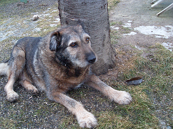 Psie útulky praskajú vo švíkoch