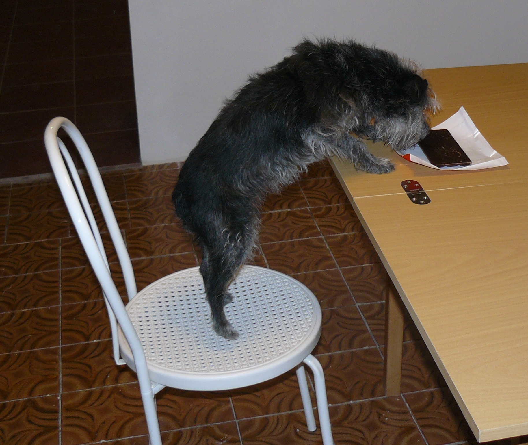 Otravy psov a mačiek II