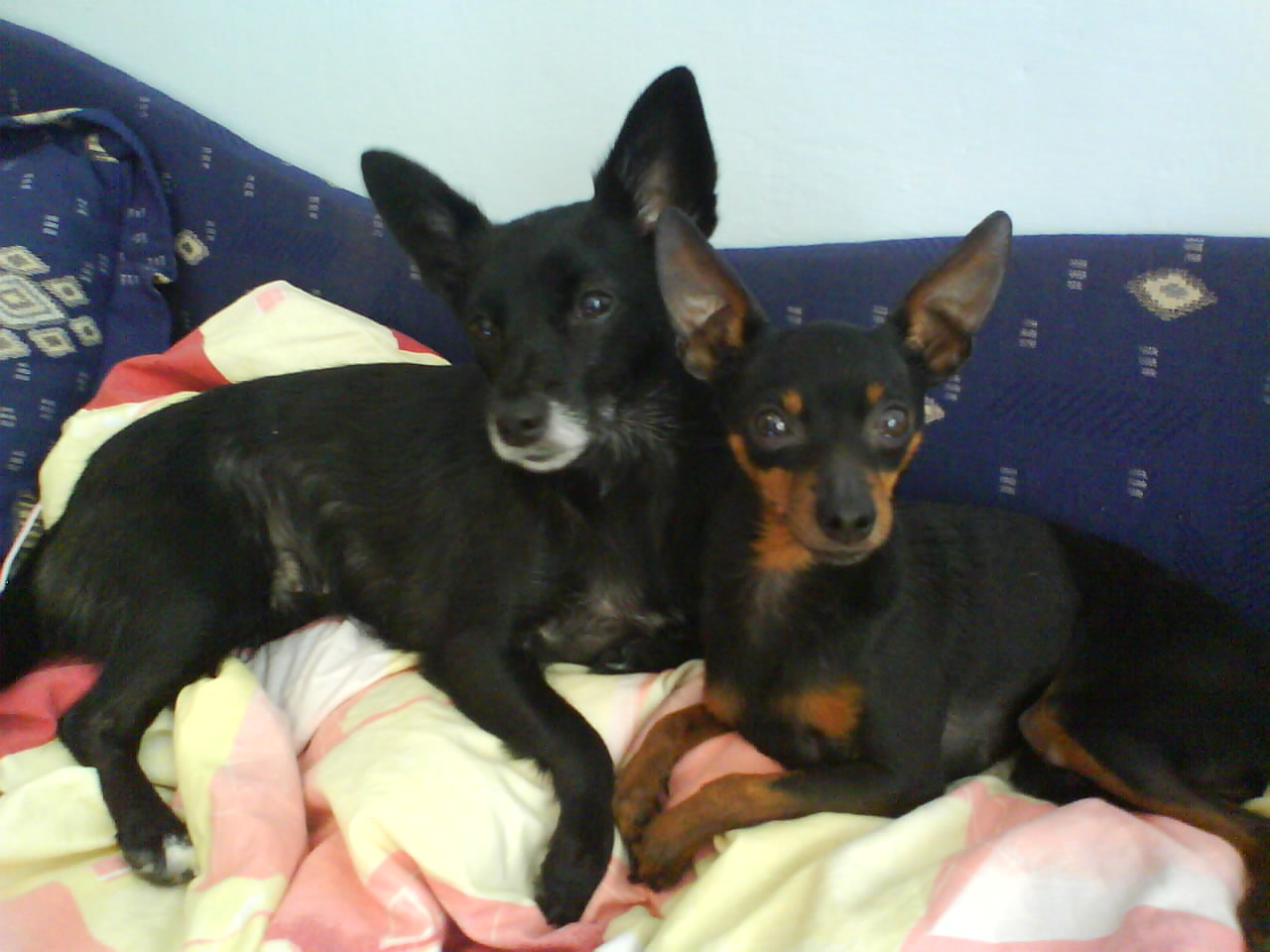 Jedovaté hračky pre psov