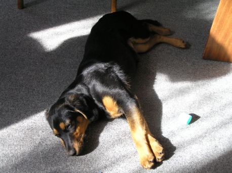 potravinové alergie