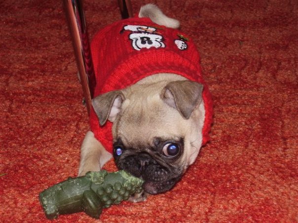 Starostlivosť o zuby a zabezpečenie ochrany stomatológia u psov a mačiek