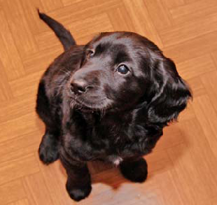 Otravy psov a mačiek III