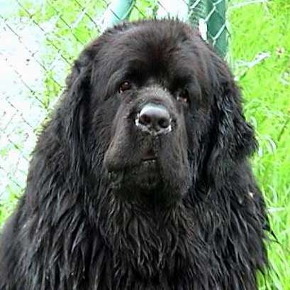 Dysplázia bedrového kĺbu a plávanie