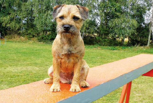 Ako si Blacky pochutnala na surové vianočke