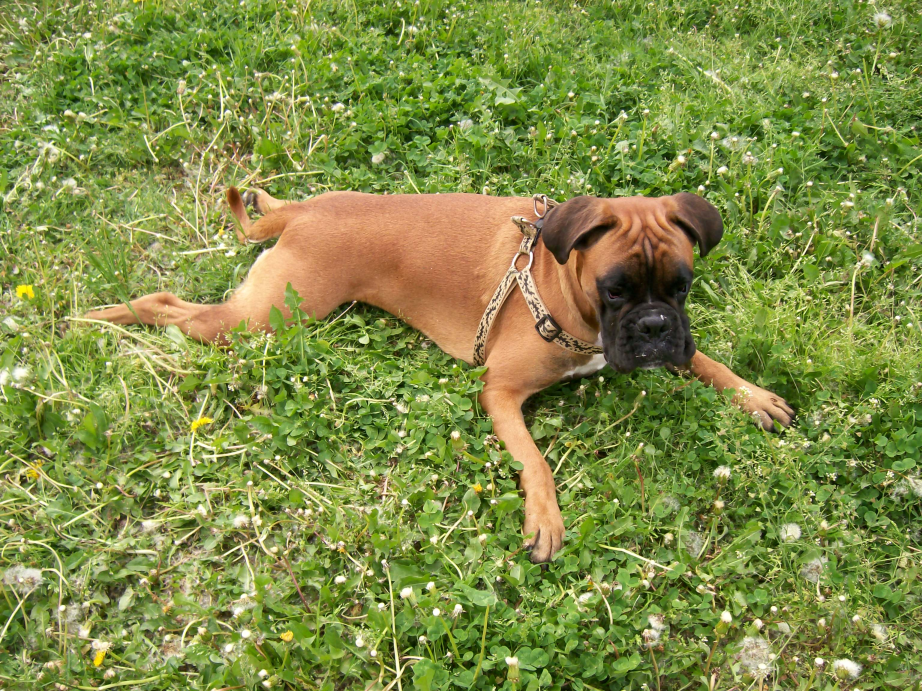 Aká je nákupná cena psov s PP?