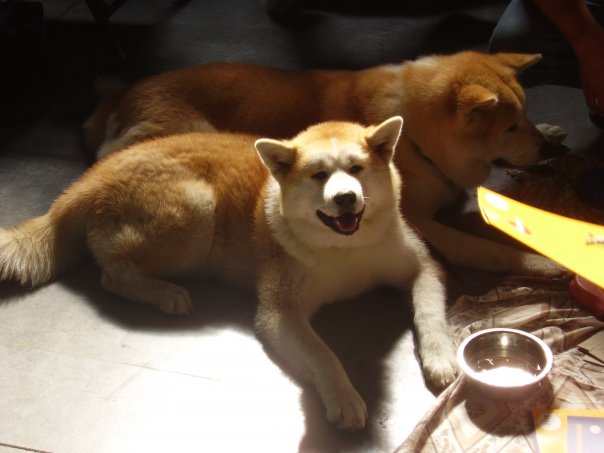 V novembri navštívi Prahu tisícky psov z celého sveta