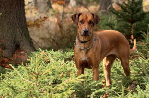 PES ako diagnostík rakoviny?